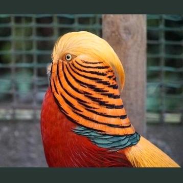 Goudfazant haan wildkleur beschikbaar voor biedingen