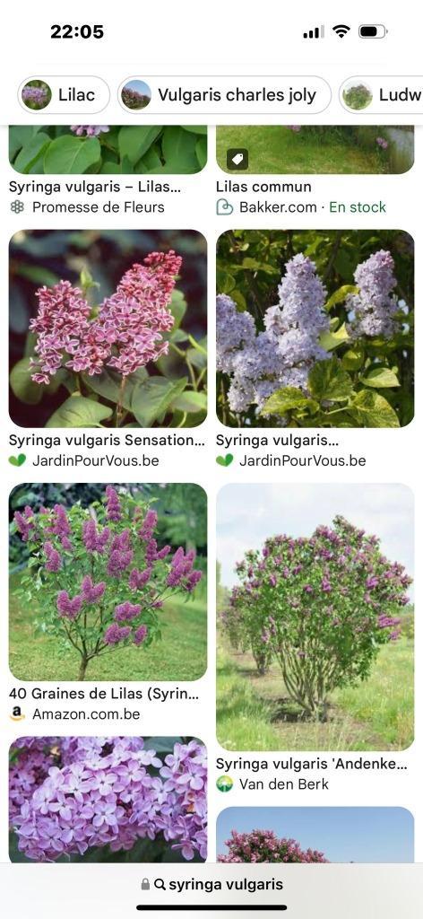 Syringa vulgaris - seringen, Tuin en Terras, Planten | Tuinplanten, Ophalen