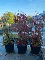 Photinia Red Robin, Overige soorten, Lente, 100 tot 250 cm, Ophalen