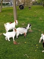 Geitebokjes, Dieren en Toebehoren, Schapen, Geiten en Varkens