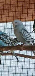 Grasparkieten, Dieren en Toebehoren, Vogels | Parkieten en Papegaaien