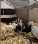 Kalkoen kuikens, Dieren en Toebehoren, Meerdere dieren, Kalkoen