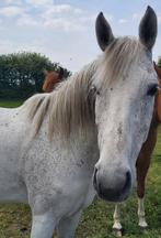 Bijrijder/ ruiter/ trainer gezocht, Dieren en Toebehoren