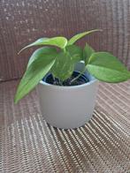 Epipremnum pinnatum Aureum, Huis en Inrichting, Kamerplanten, Ophalen of Verzenden