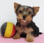 Yorkshire Terriër - pups te koop (Belgisch), Dieren en Toebehoren, Honden | Jack Russells en Terriërs, Yorkshire Terriër, België