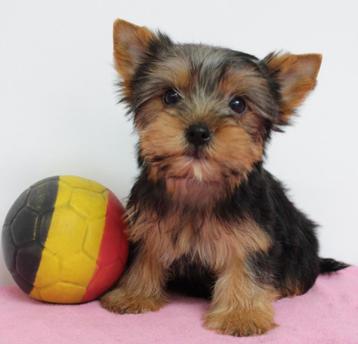 Yorkshire Terriër - pups te koop (Belgisch) beschikbaar voor biedingen