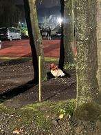 Gratis haan, Mannelijk, Kip