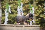 Ruwharige Dwergteckel pups, met gezondheids-stamboom, Dieren en Toebehoren, België, CDV (hondenziekte), 8 tot 15 weken, Dwerg