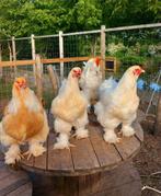 TOOM BRAHMA LEMON PYLE, Dieren en Toebehoren