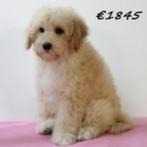 Chiots Caniche Nain à vendre – vifs, malins et adorables !, 15 semaines à 1 an, Caniche, Parvovirose, Plusieurs animaux