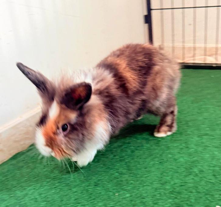 Konijntje te koop!, Dieren en Toebehoren, Konijnen, Mannelijk