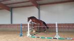 Talentvolle 3,5 jarige Poker de Mariposa, Dieren en Toebehoren, Paarden, Ruin