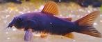 Black Venezuela Corydoras, Dieren en Toebehoren, Vissen | Aquariumvissen, Vis, Zoetwatervis, Schoolvis
