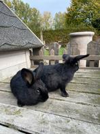 2 jonge zwarte konijntjes, Meerdere dieren, Middelgroot, 0 tot 2 jaar
