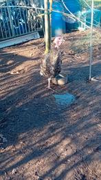 Ronquières kalkoen haan, Animaux & Accessoires, Volatiles, Dinde