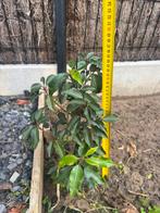 Portugese laurier, Tuin en Terras, Ophalen