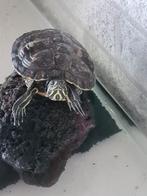 schildpad water / met Aquarium, Schildpad, Met terrarium