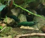 Neocaridina garnalen Green Jade( oudenburg), Dieren en Toebehoren