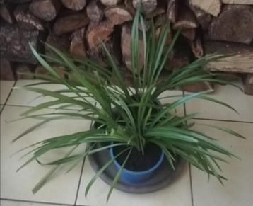 Echange ou vend plante araignée verte beschikbaar voor biedingen