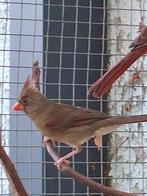 Koppel rode kardinalen 2023, Dieren en Toebehoren, Vogels | Overige Vogels