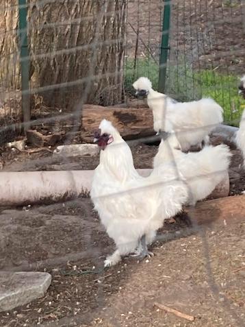 Zijdehoentjes, Poule ou poulet