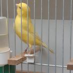 kanaries, Animaux & Accessoires, Oiseaux | Canaris, Canari chanteur