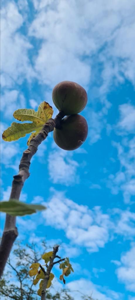 Vijgenboom Ficus Carica Miss Figgy, Tuin en Terras, Planten | Fruitbomen, Vijgenboom, Ophalen