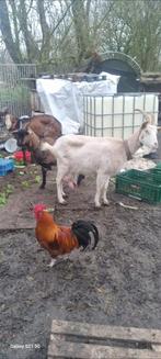 Chèvre, Animaux & Accessoires, Femelle, Chèvre