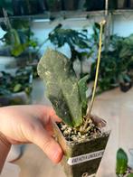 Hoya Undulata, Huis en Inrichting, Ophalen of Verzenden