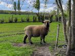 Schaap (Hampshire down), Schaap, Vrouwelijk