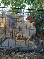 Haan + 2 Hennen Leghorn Lavendel, Dieren en Toebehoren, Pluimvee, Meerdere dieren, Kip