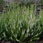 Calluna soorten / Bezemheide, Ophalen, Herfst, Volle zon