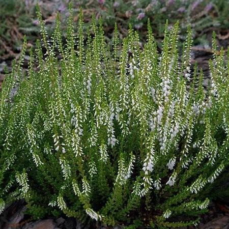 Calluna soorten / Bezemheide, Tuin en Terras, Planten | Tuinplanten, Volle zon, Herfst, Ophalen
