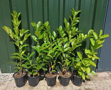 Laurier Prunus Laurocerasus 'Rotundifolia' beschikbaar voor biedingen