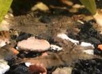 Mini japonica garnaal, Dieren en Toebehoren, Vissen | Aquariumvissen