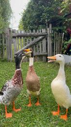 Indische loopeenden, Dieren en Toebehoren, Mannelijk, Eend
