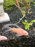 Corydoras Longfin, Vis, Zoetwatervis