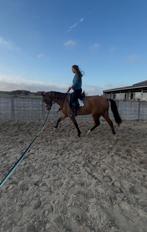 Super lieve 3 jarige dressuur merrie, Dieren en Toebehoren, Paarden, Merrie, Gechipt, Dressuurpaard, Zadelmak