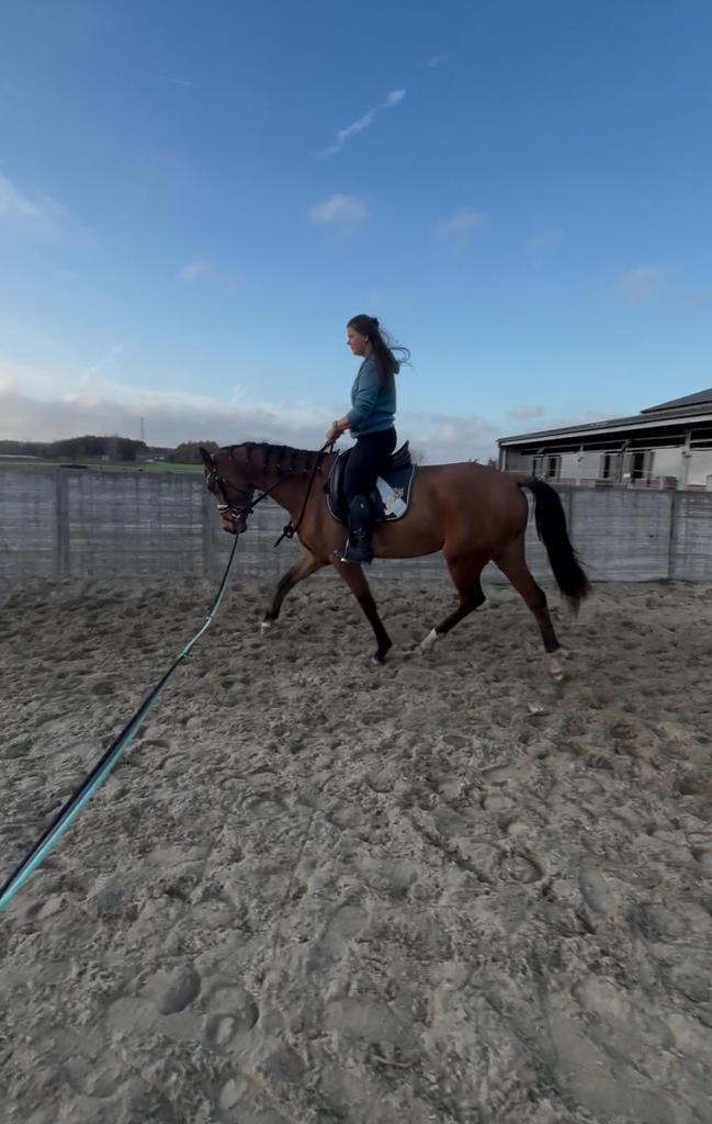 Super lieve 3 jarige dressuur merrie, Dieren en Toebehoren, Paarden, Merrie, Zadelmak, 160 tot 165 cm, 3 tot 6 jaar, Dressuurpaard