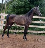 Etalon arabe, Animaux & Accessoires, Chevaux