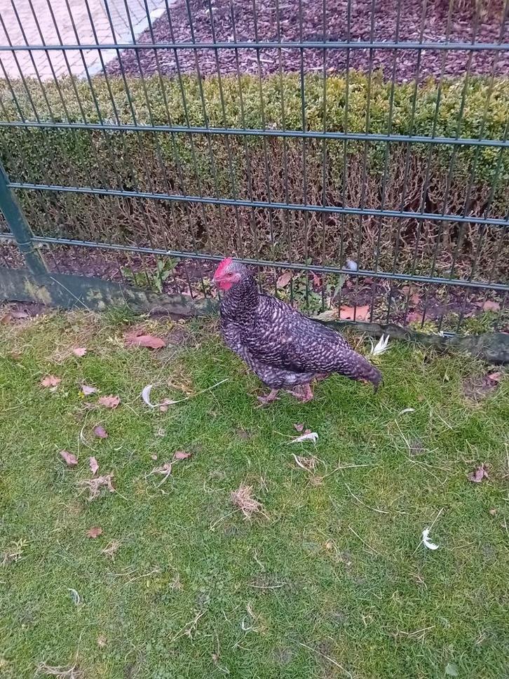 Mooien mechelse koekoek haan een maal, Dieren en Toebehoren, Pluimvee