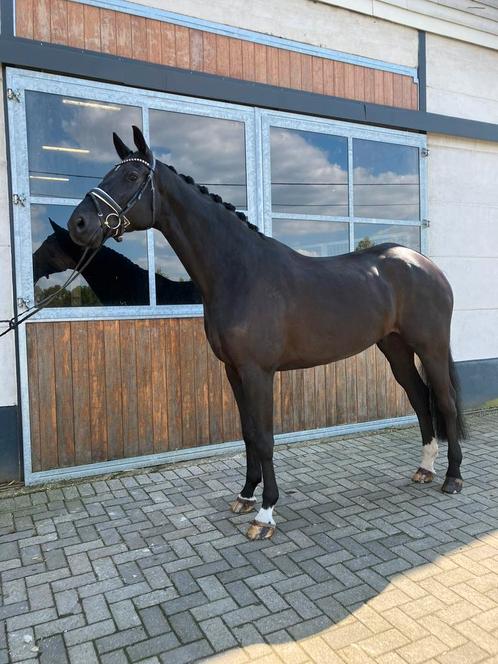Zeer chique en brave 6 jarige Hennessy ruin, Dieren en Toebehoren, Paarden, Ruin, L, 170 tot 175 cm, 3 tot 6 jaar, Dressuurpaard