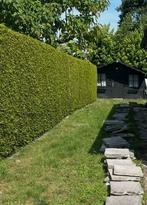 Gratis sparrenhaag 30 lopende meter, Enlèvement, Comme neuf