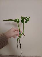 op zoek naar gratis plantjes/stekjes, Huis en Inrichting, Kamerplanten, Ophalen of Verzenden, Palm