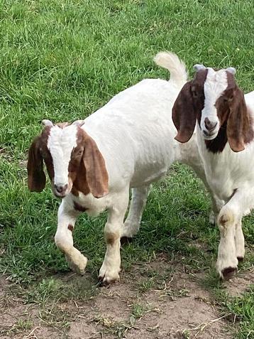 Boergeit boerbokjes beschikbaar voor biedingen