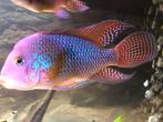Jonge Kweekgroep Geophagus Brasiliensis, Vis, Zoetwatervis