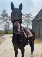 8 jarige  ruin te koop, Dieren en Toebehoren, Paarden, Ruin