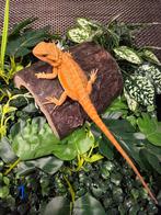 Jonge Baardagaam – Hypo morph (lichte oranje tint)
Man