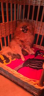 Pomeriaan Pups, Dieren en Toebehoren, België, Parvo, Particulier, Keeshond