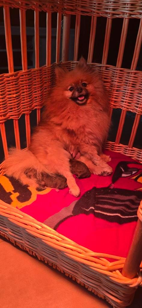 Pomeriaan Pups, Dieren en Toebehoren, Honden | Poolhonden, Keeshonden en Oertypen, Reu, Keeshond, Particulier, Meerdere, België